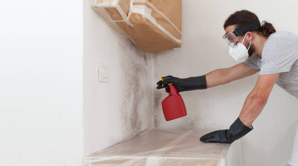 Professional Mold Remediation technician working in Bellvue, CO