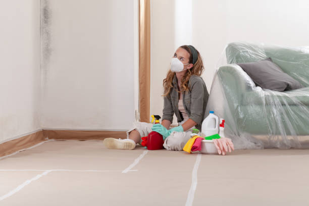 Reliable Mold Remediation contractor in Bellvue, CO by 24 Hour Mold Removal